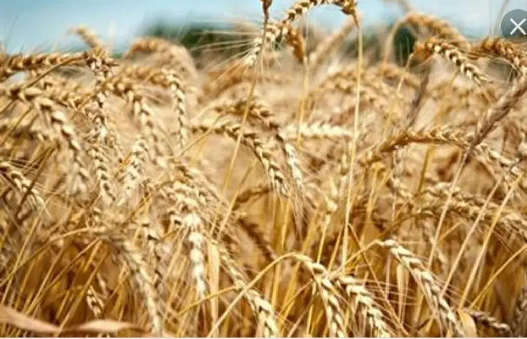 گندم بوجاری صدرا|خوردنی و آشامیدنی|رزن, |دیوار