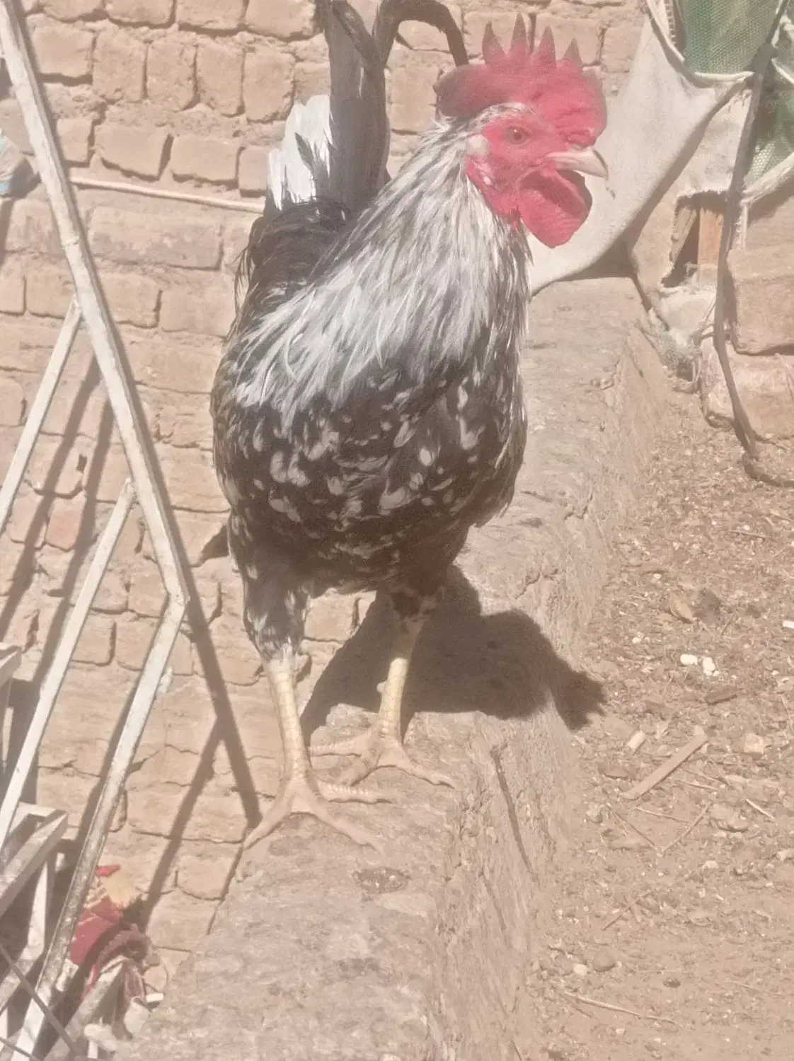 دو عدد خروس|حیوانات مزرعه|قم, ولیعصر|دیوار