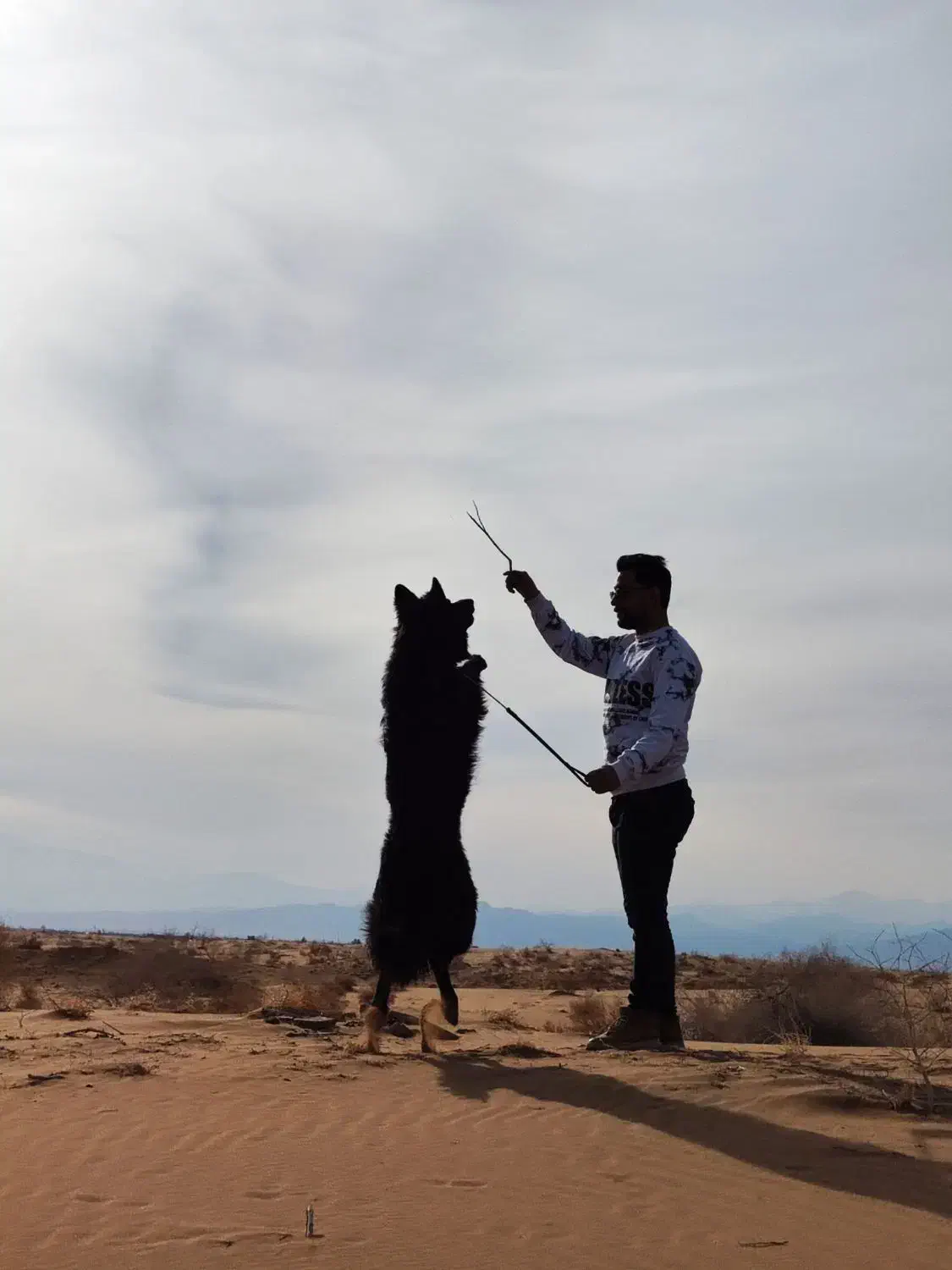 واگذازی|سگ|تهران, ولنجک|دیوار