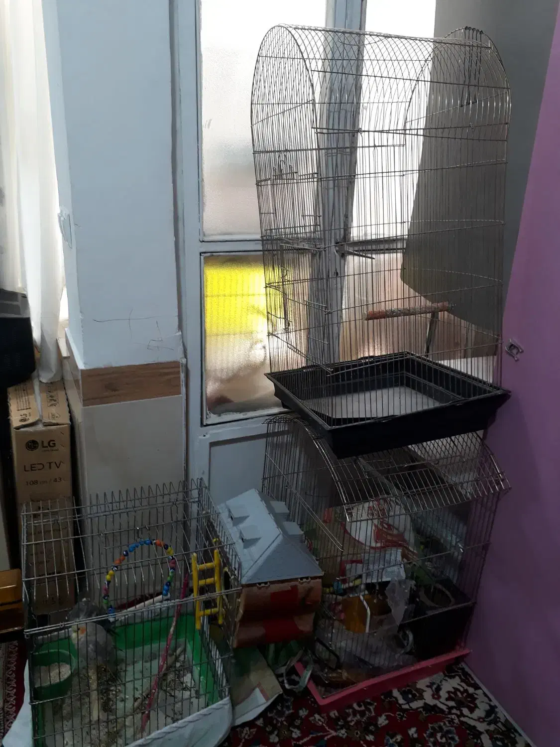 عروس هلندی قفس وتجهیزات فوری بعلت نیاز مالی|پرنده|تبریز, |دیوار