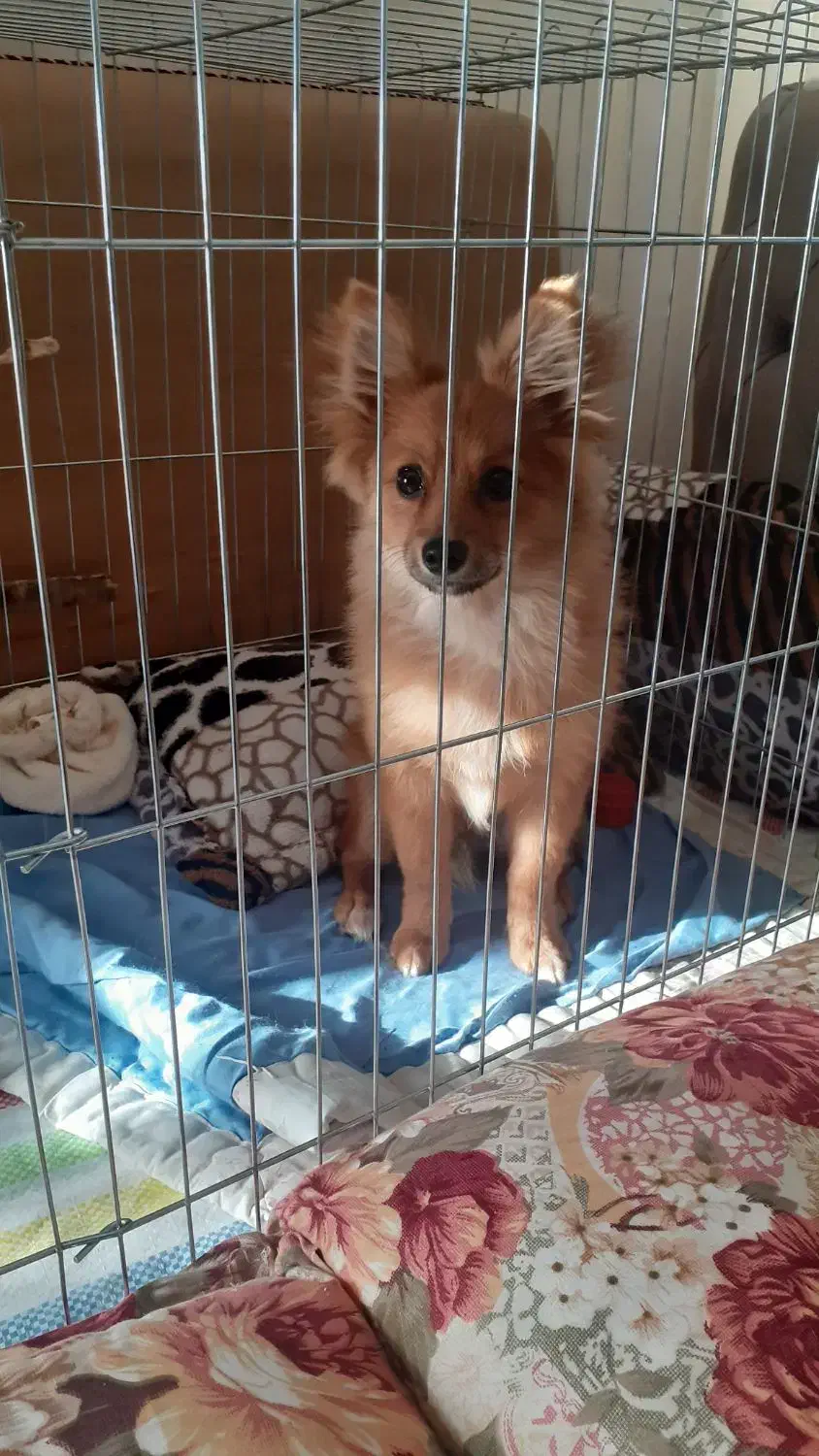 حیوانات|سگ|جلفا, |دیوار