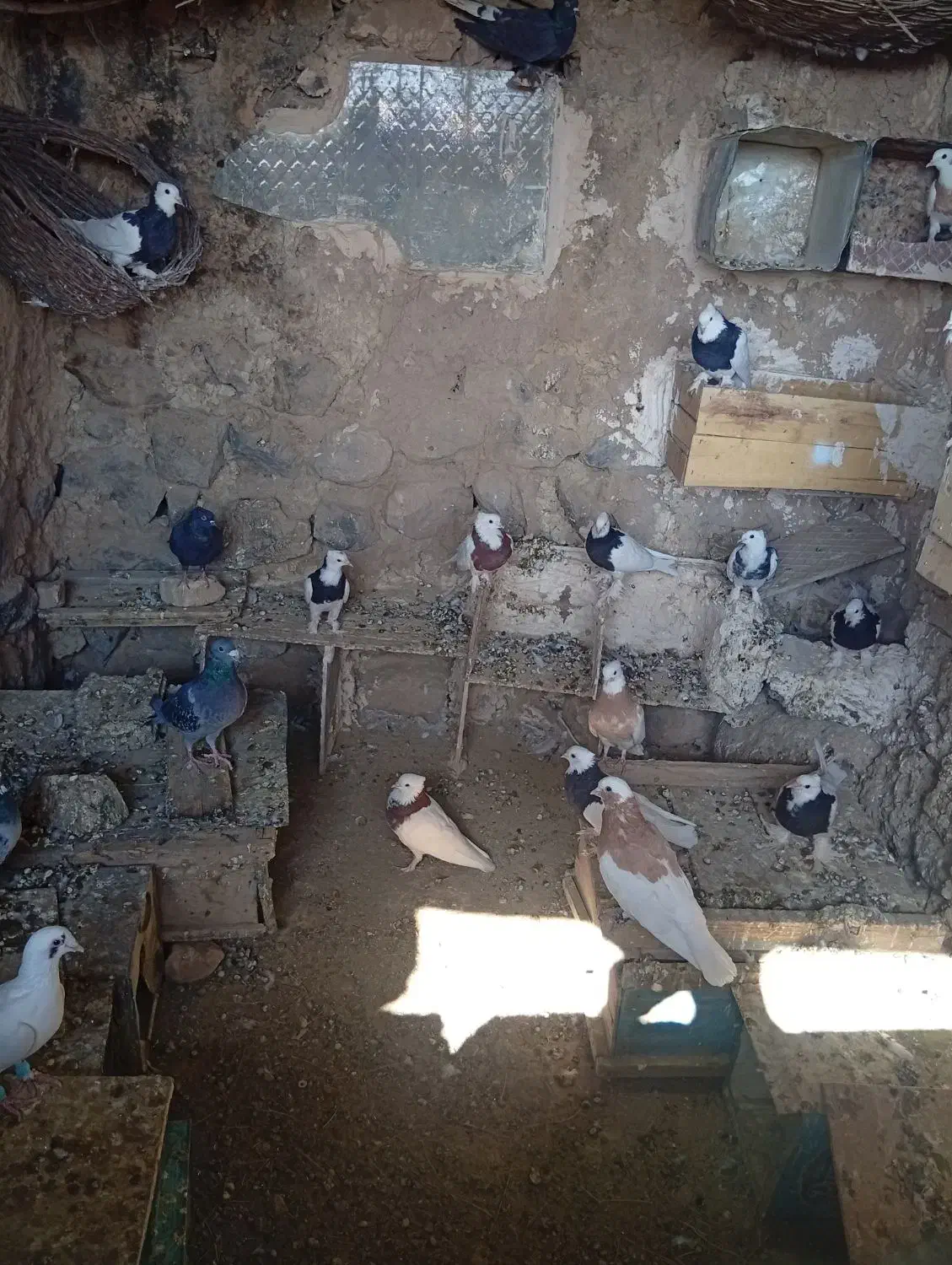 فروش کفتر طوقی تمیز|پرنده|رستاق, |دیوار