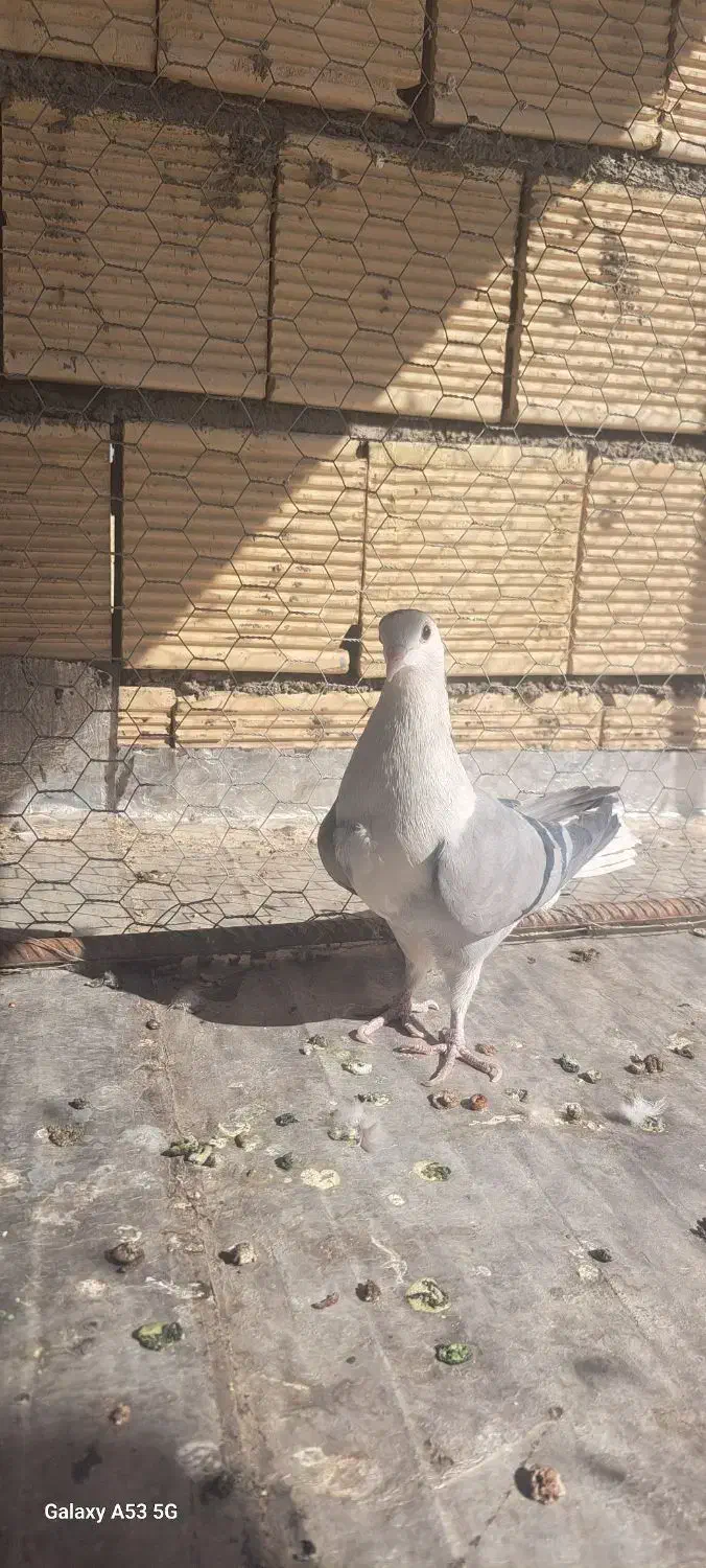 کبوتر دمگیر خرقه|پرنده|اصفهان, قهاب جنوبی|دیوار