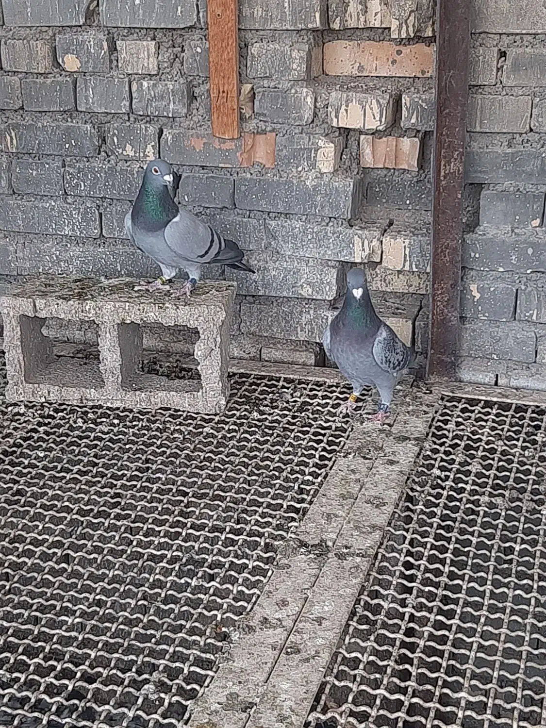 جفت عراقی فروشی|پرنده|سوسنگرد, |دیوار