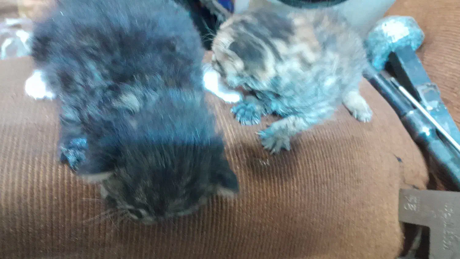 دوتا بچه گربه ناز|گربه|اهر, |دیوار