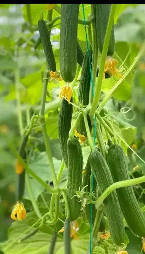 خیار گلخانه ای تازه|عمدهفروشی|زابل, |دیوار