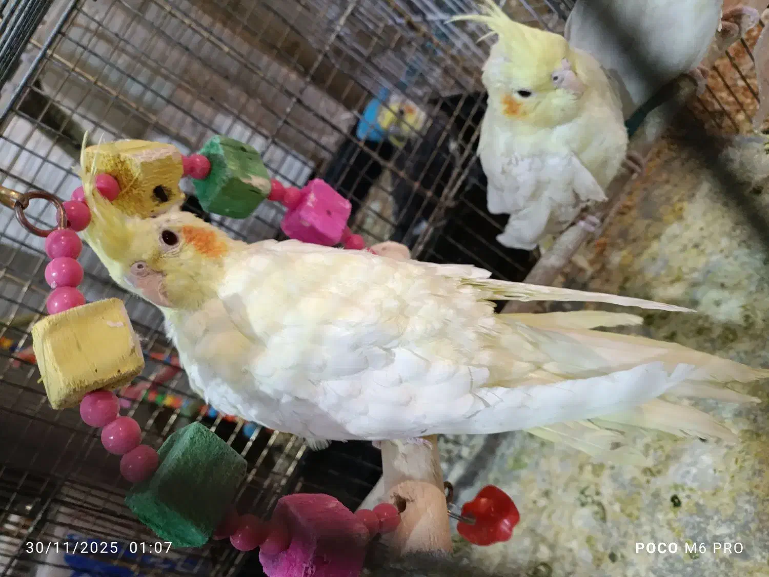 عروس هلندی تخم گزار|پرنده|تبریز, |دیوار