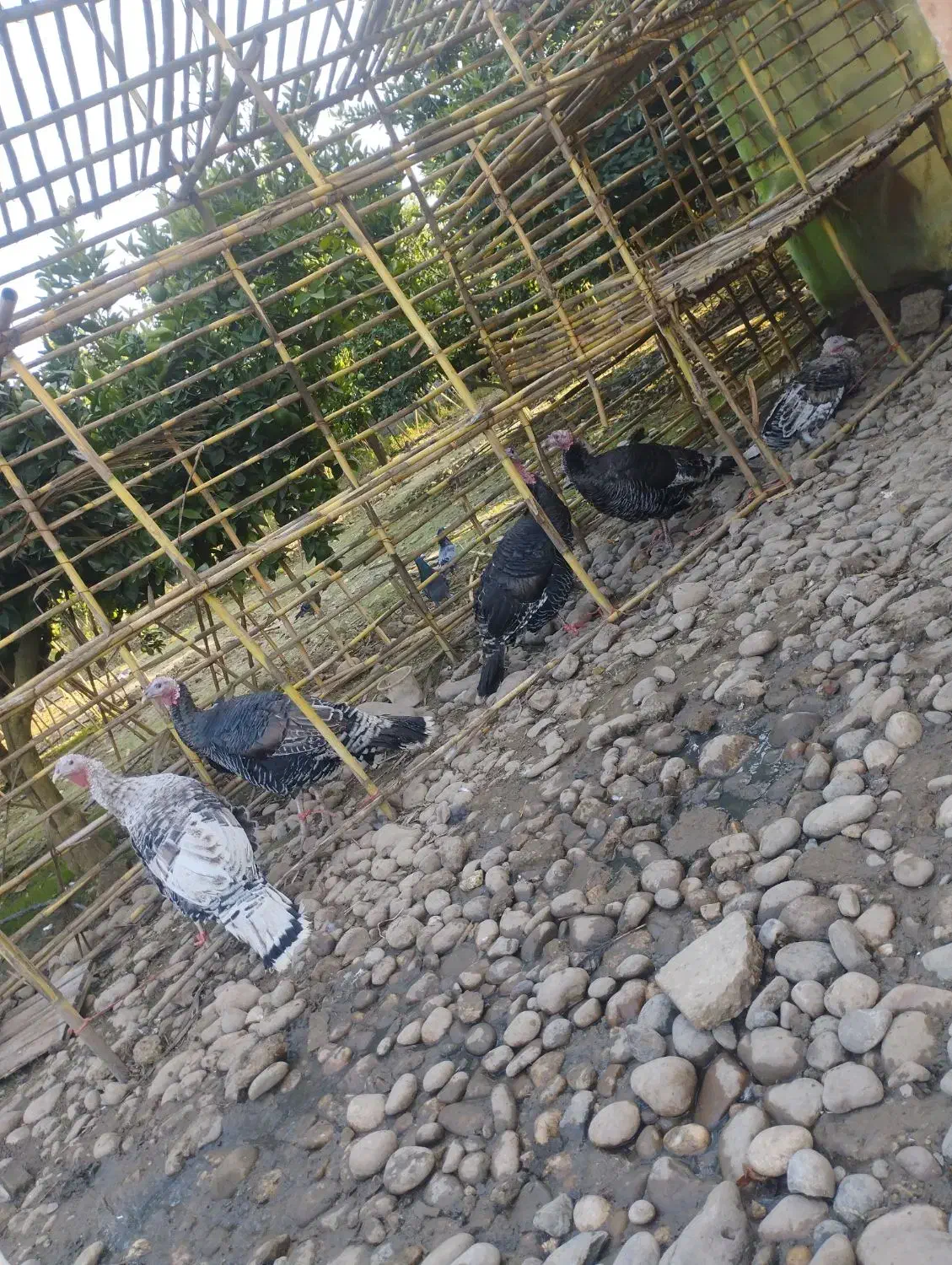 بوقلمون ماده کرچ شو|حیوانات مزرعه|جویبار, |دیوار