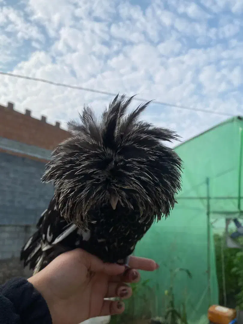 مرغ و خروس لهستانی اصیل|حیوانات مزرعه|سورک, |دیوار