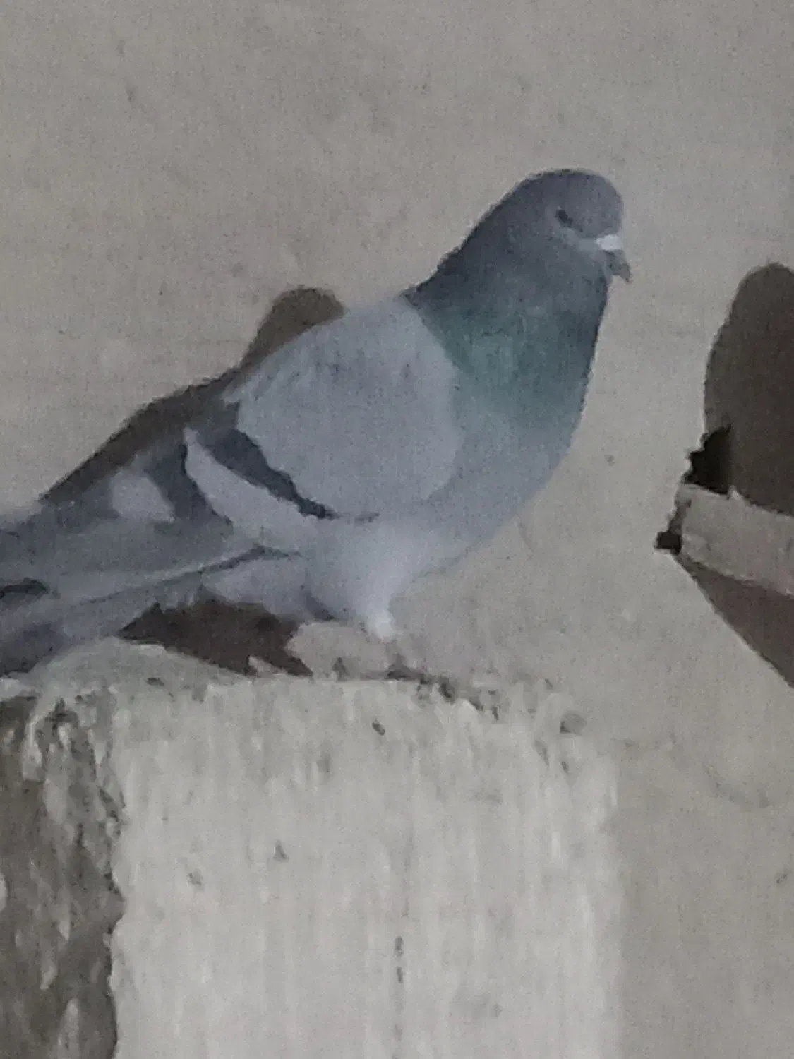 نر‌فیروزه‌ای‌پاک|پرنده|اصفهان, باتون|دیوار