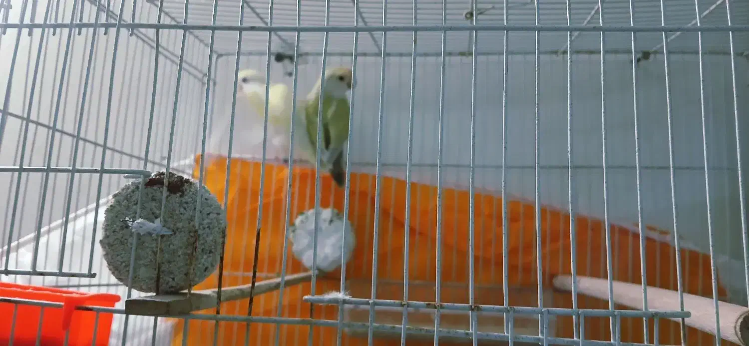 کوتوله|پرنده|مشهد, امیر المومنین|دیوار