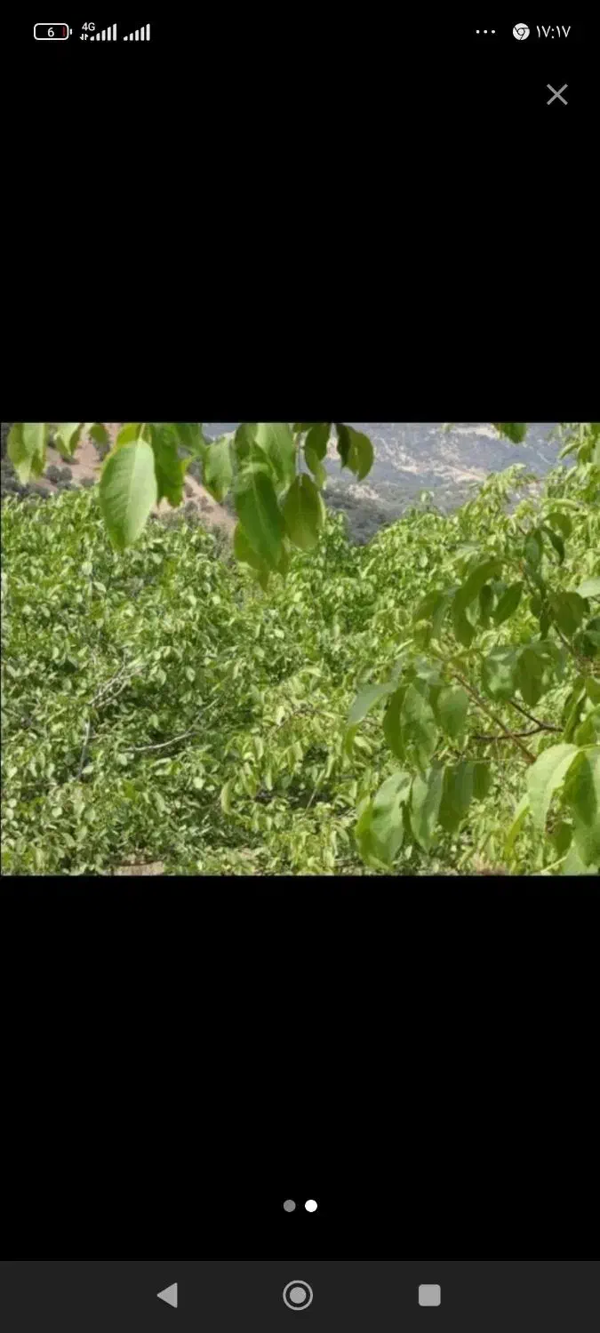فروش ۳۰۰۰ متری باغ گردو در روستای خلجرود|فروش دفتر صنعتی، کشاورزی، تجاری|کنگاور, |دیوار
