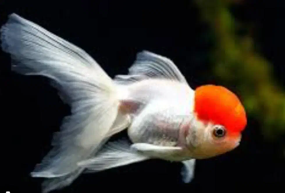 مرکز پخش وفروش ماهی اکواریوم|ماهی|گنبد کاووس, |دیوار