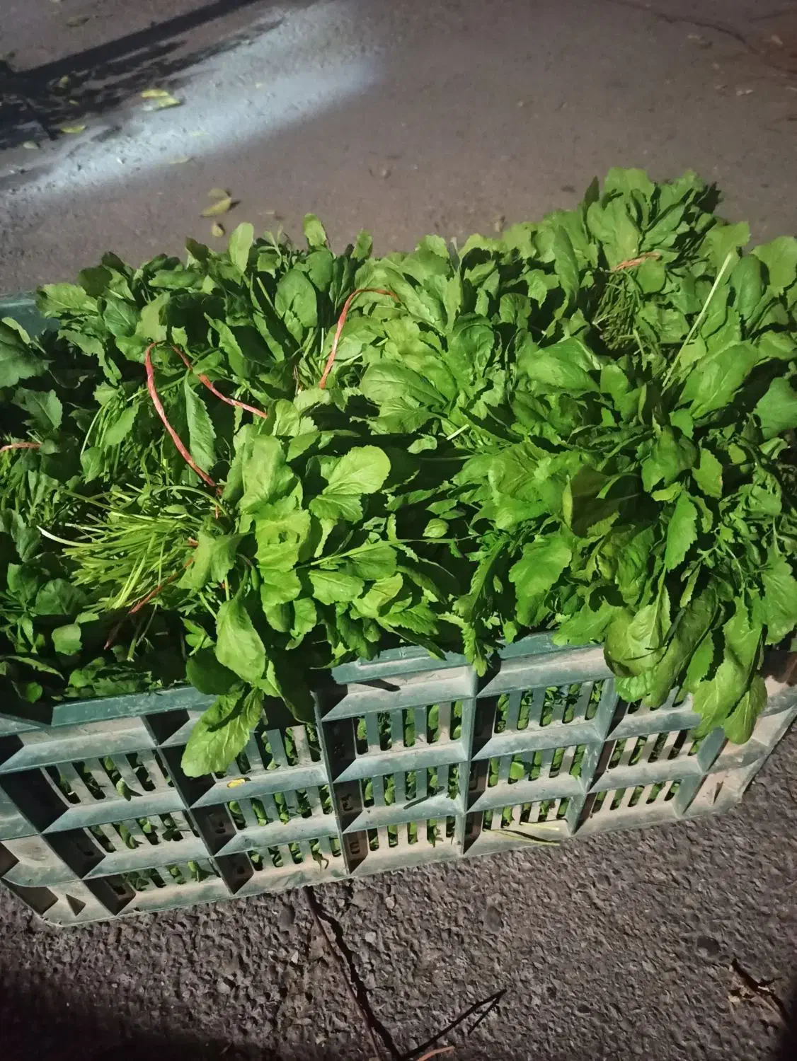 فروش سبزی خوردن|خوردنی و آشامیدنی|بابل, |دیوار