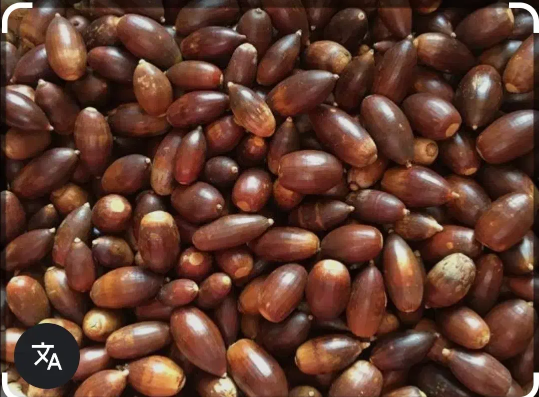 بلوط کیلوی یازده و پونصد|لوازم جانبی حیوانات|دهدشت, |دیوار