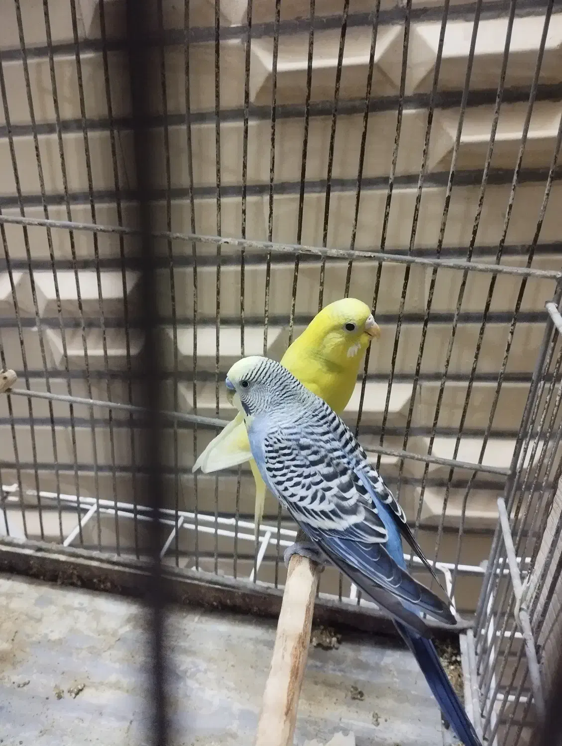 فروش یک جفت مرغ عشق.|پرنده|لار, |دیوار