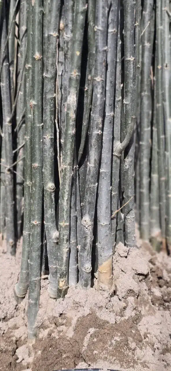 نهال فروشی مهندس فرخی|خدمات باغبانی و درختکاری|یاسوج, |دیوار