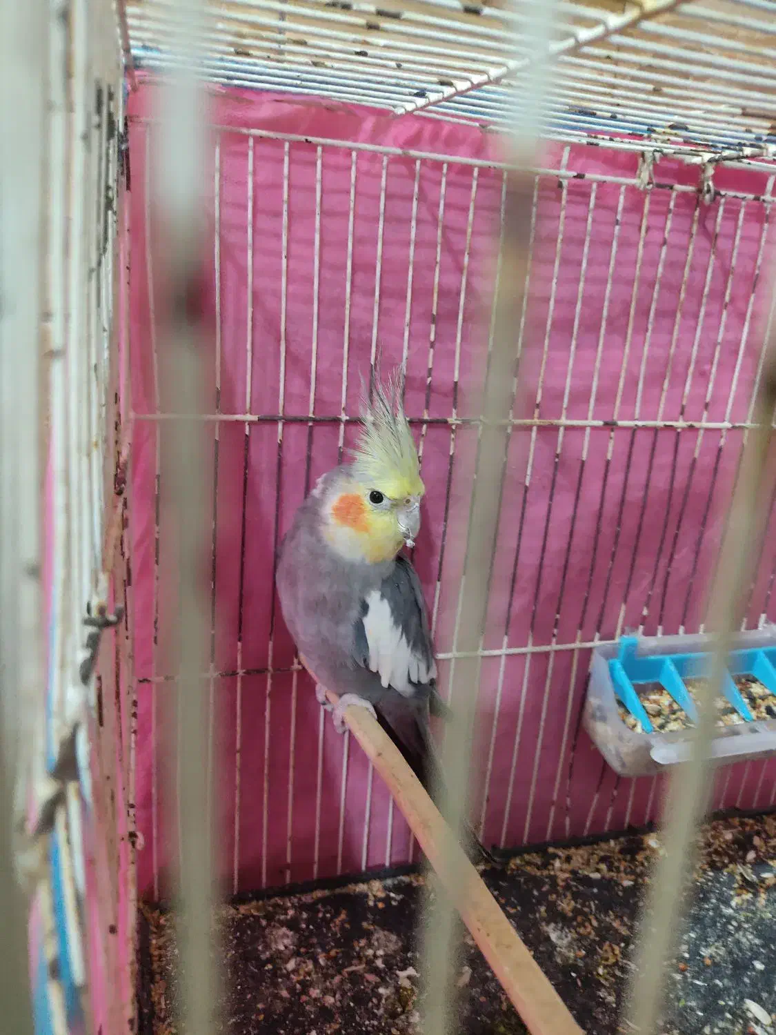 عروس هلندی نر|پرنده|بندر ماهشهر, |دیوار