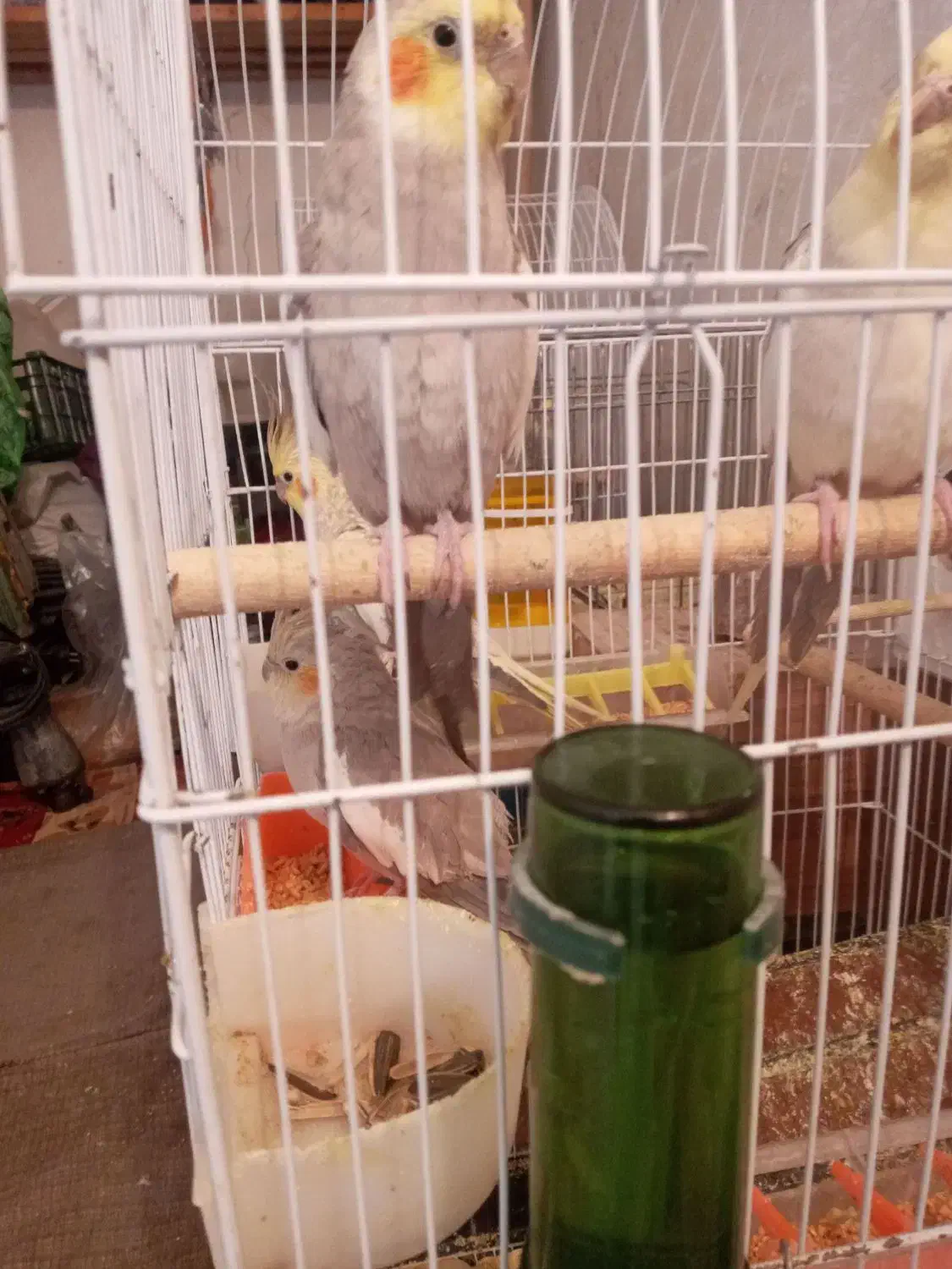 طوطی عروس هلندی|پرنده|قزوین, |دیوار