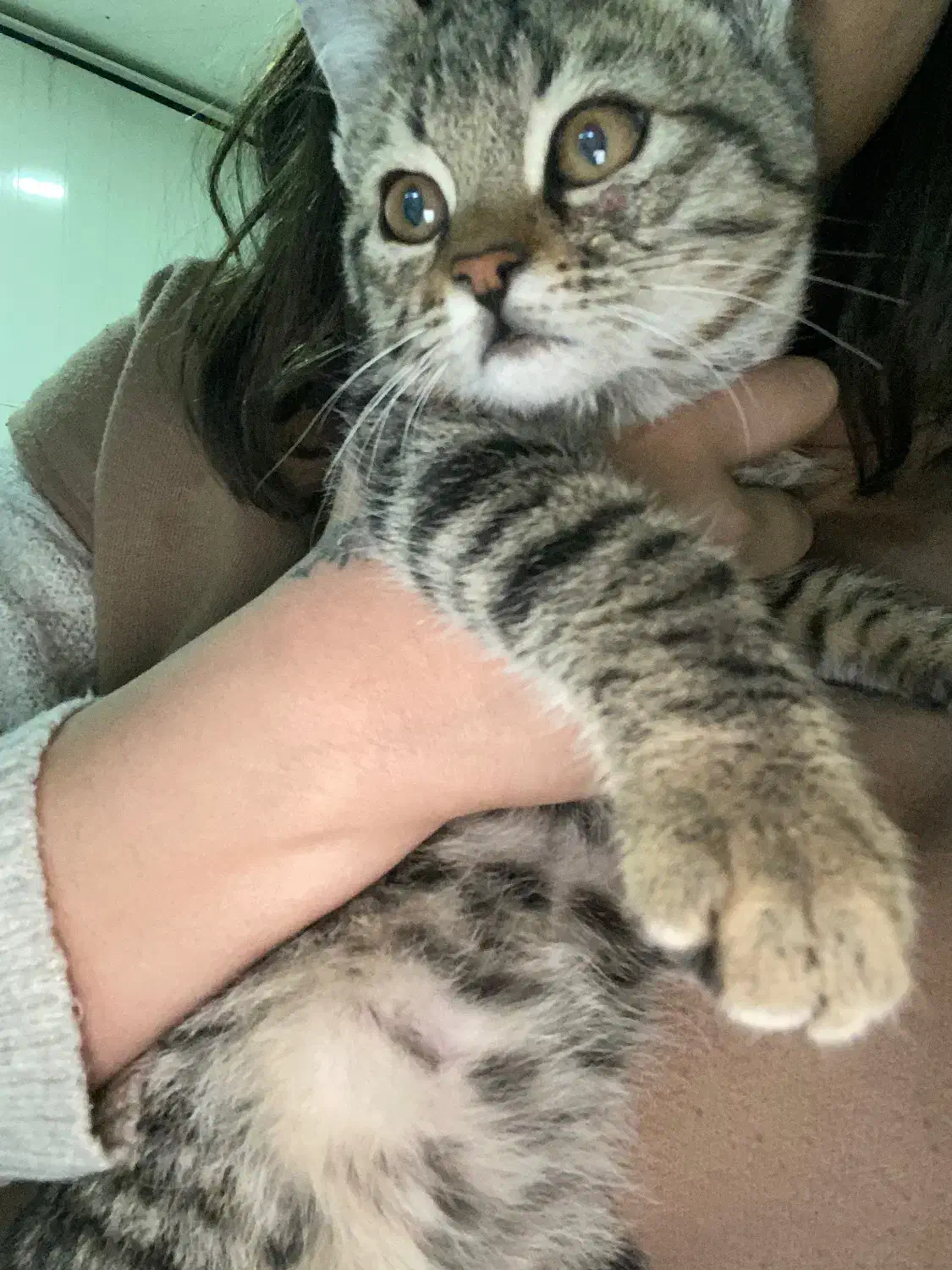 واگذاری گربه نر ۲ماهه|گربه|شیراز, دینکان|دیوار