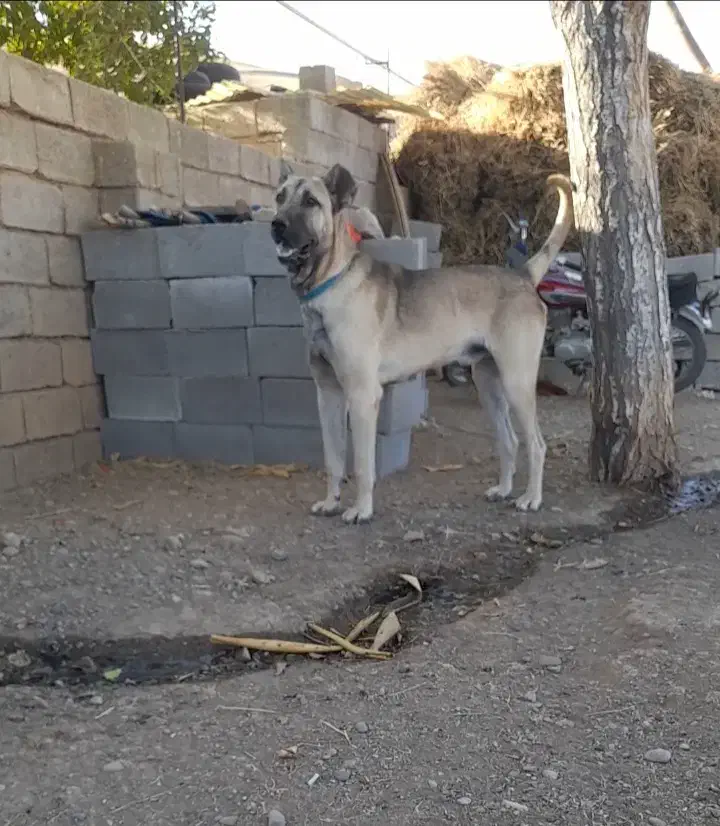 سگ سرابی|سگ|میانه, |دیوار