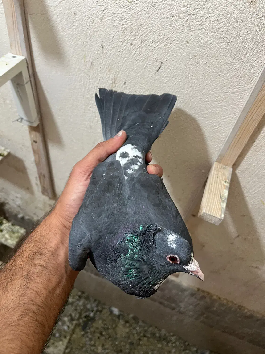 نر پلنگ کلاهی|پرنده|کرمان, |دیوار