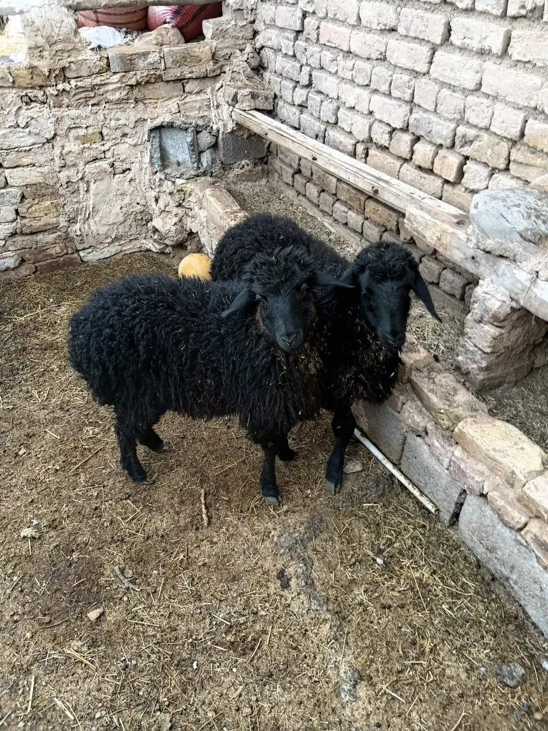 بره|حیوانات مزرعه|اراک, |دیوار