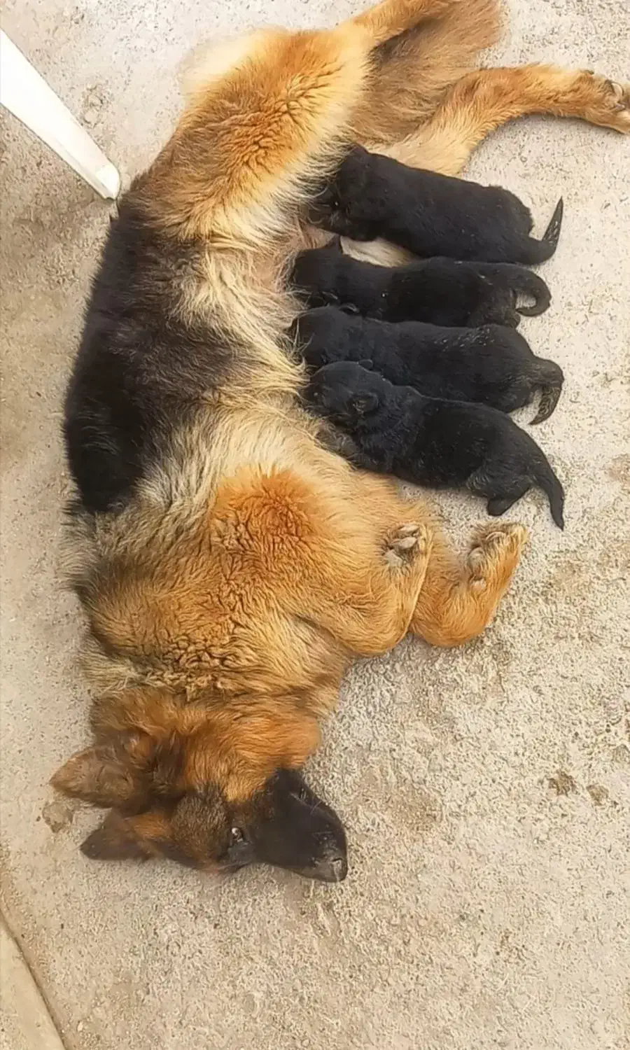 ژرمن ماده برای کشش ، جفتگیری|سگ|گنبد کاووس, |دیوار