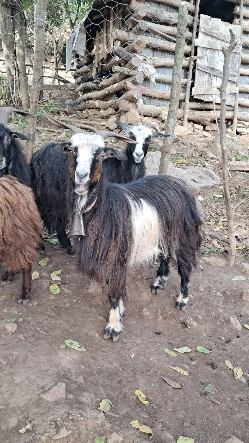 بز جوان ۱ ساله حدود ۴۰ کیلویی گوسفند|حیوانات مزرعه|رشت, بازار|دیوار