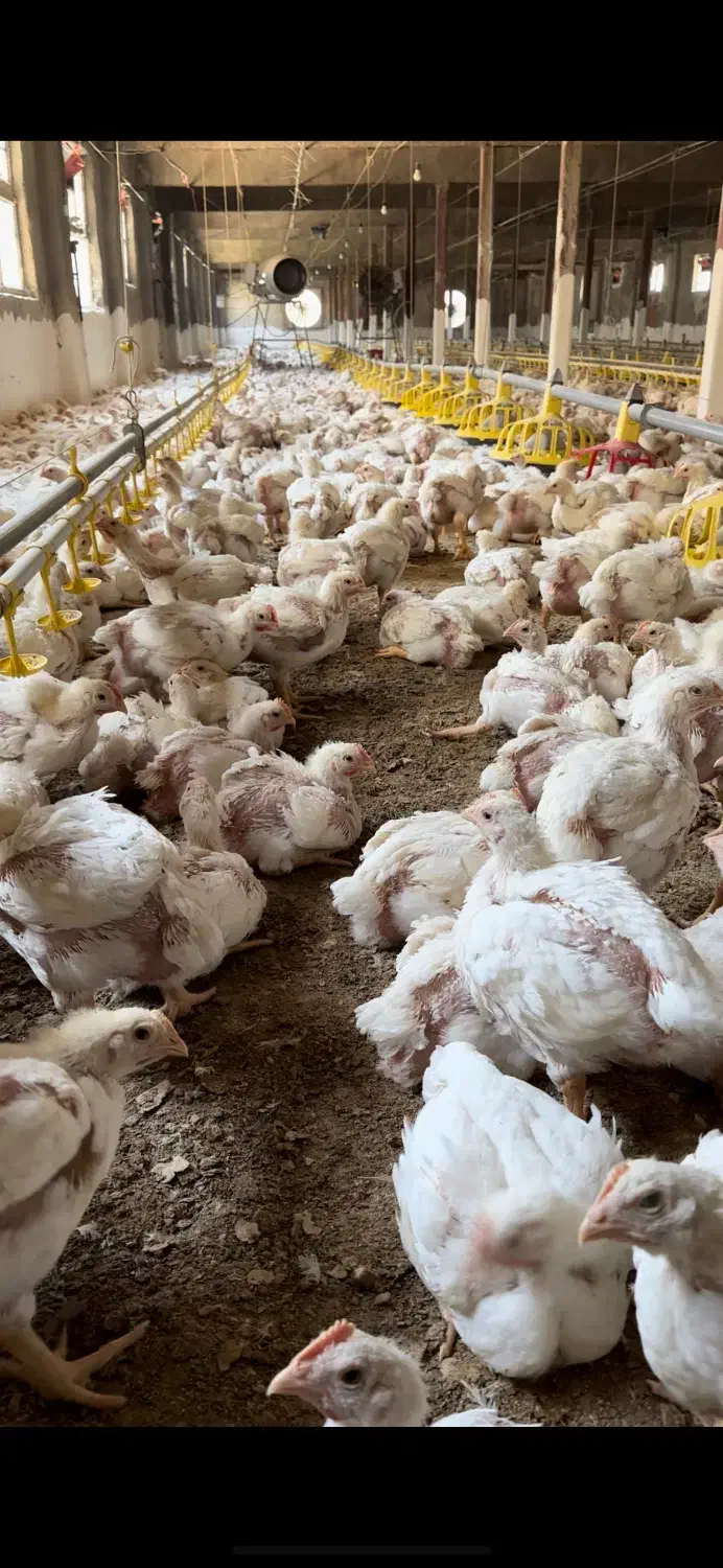 استخدام کارگر مرغداری وارد|استخدام صنعتی، فنی، مهندسی|رودهن, |دیوار