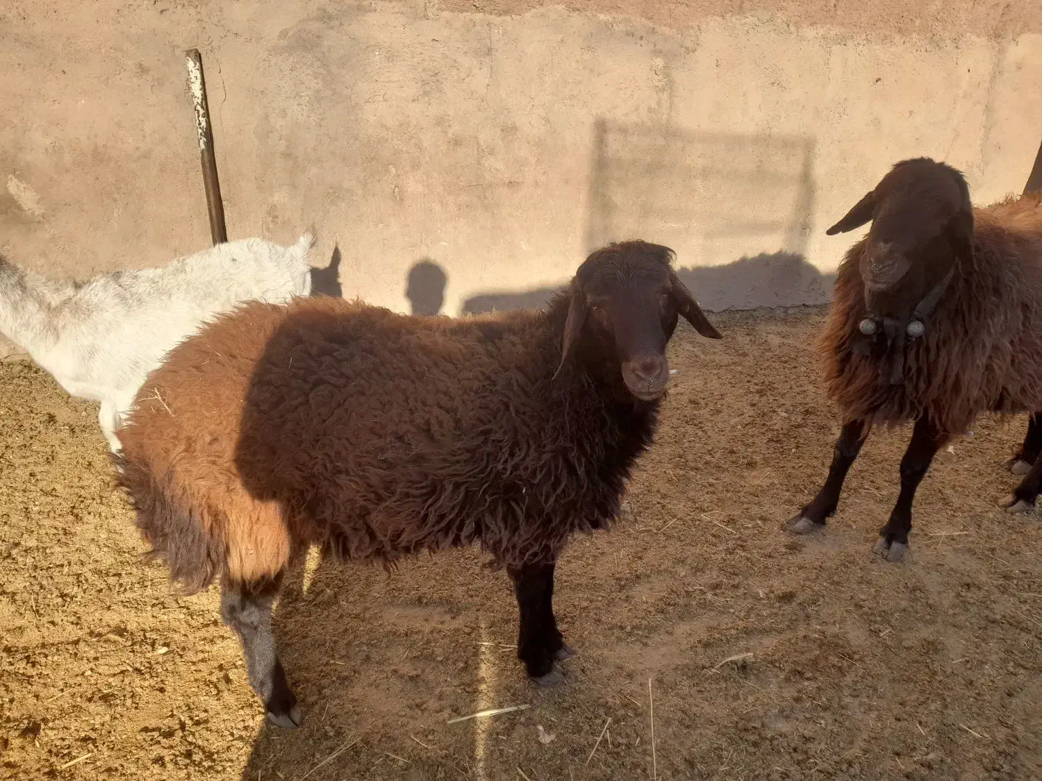 بره قوچ همو و قوچ چهار دندون هترو و چبش یک زایمان|حیوانات مزرعه|نیشابور, دارایی|دیوار