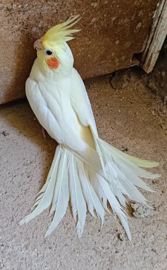 عروس هلندی لوتینو|پرنده|صدرا-فارس, باغشهر گلبهار صدرا|دیوار