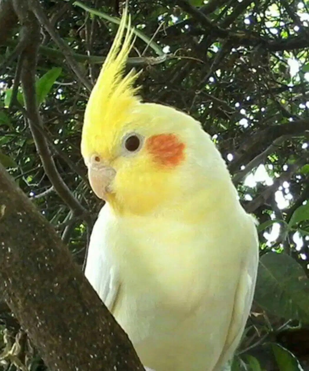 دوتا عروس هلندی خاکستری و سفید|حیوانات|مشهد, کوثر|دیوار