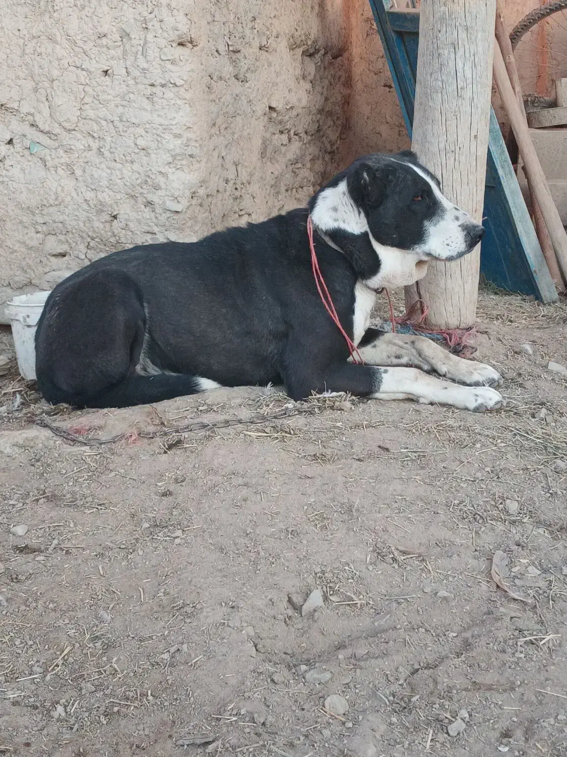 سگ گله و نگهبان|سگ|رزن, |دیوار