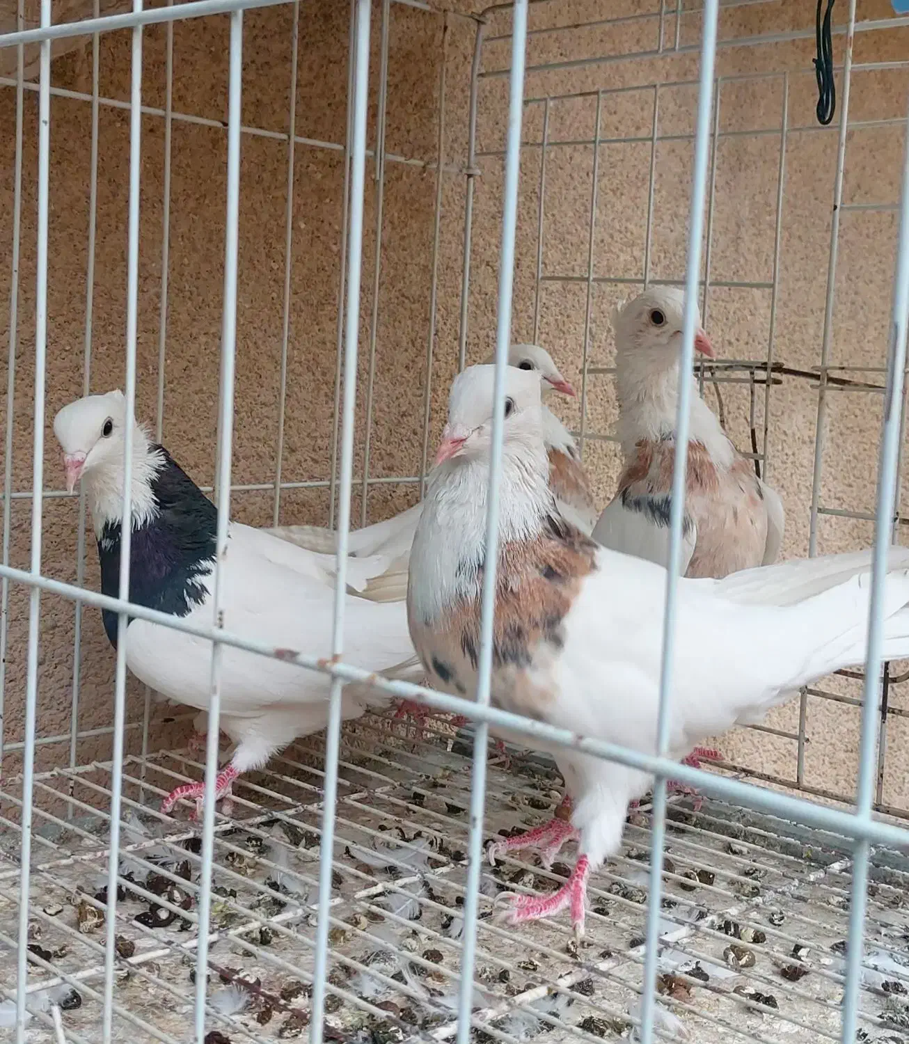 کبوتر طوقی|پرنده|کرمانشاه, |دیوار