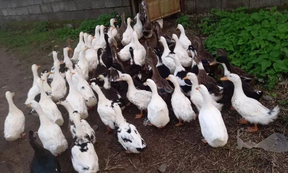 اردک سفید دو رگه|حیوانات مزرعه|رودسر, |دیوار