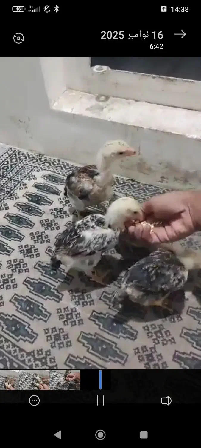 فروش چهار عدد جوجه شامو‌ (لاری ) یک ماهه|حیوانات مزرعه|ارژن, |دیوار