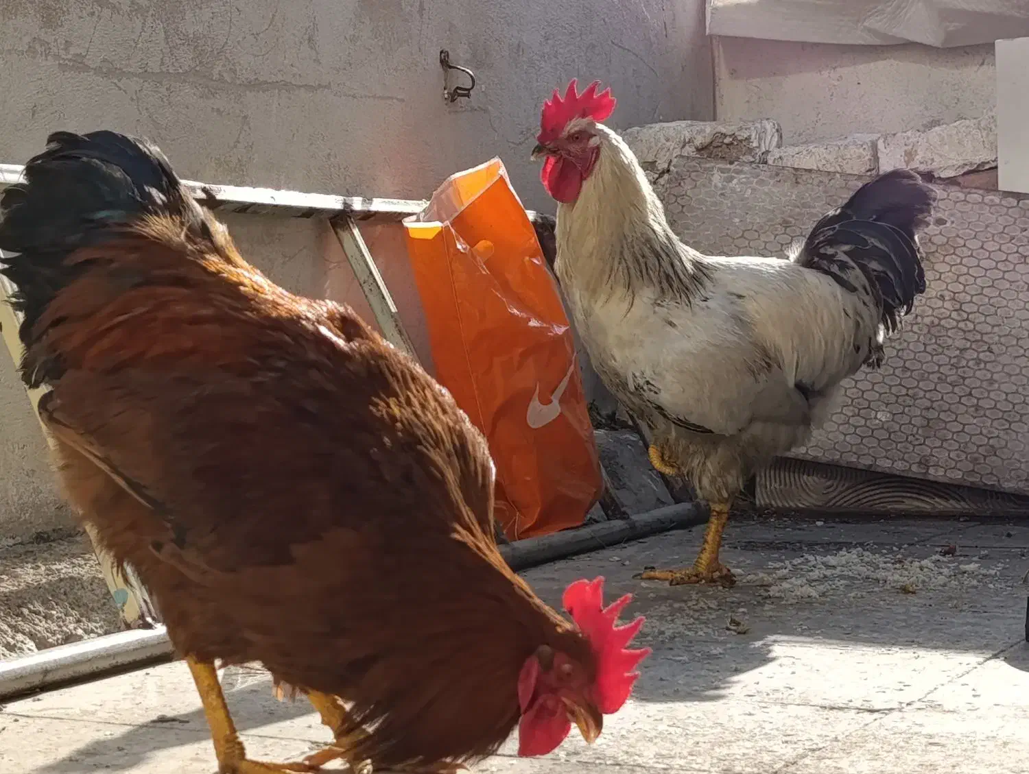 خروس|حیوانات مزرعه|نسیمشهر, |دیوار