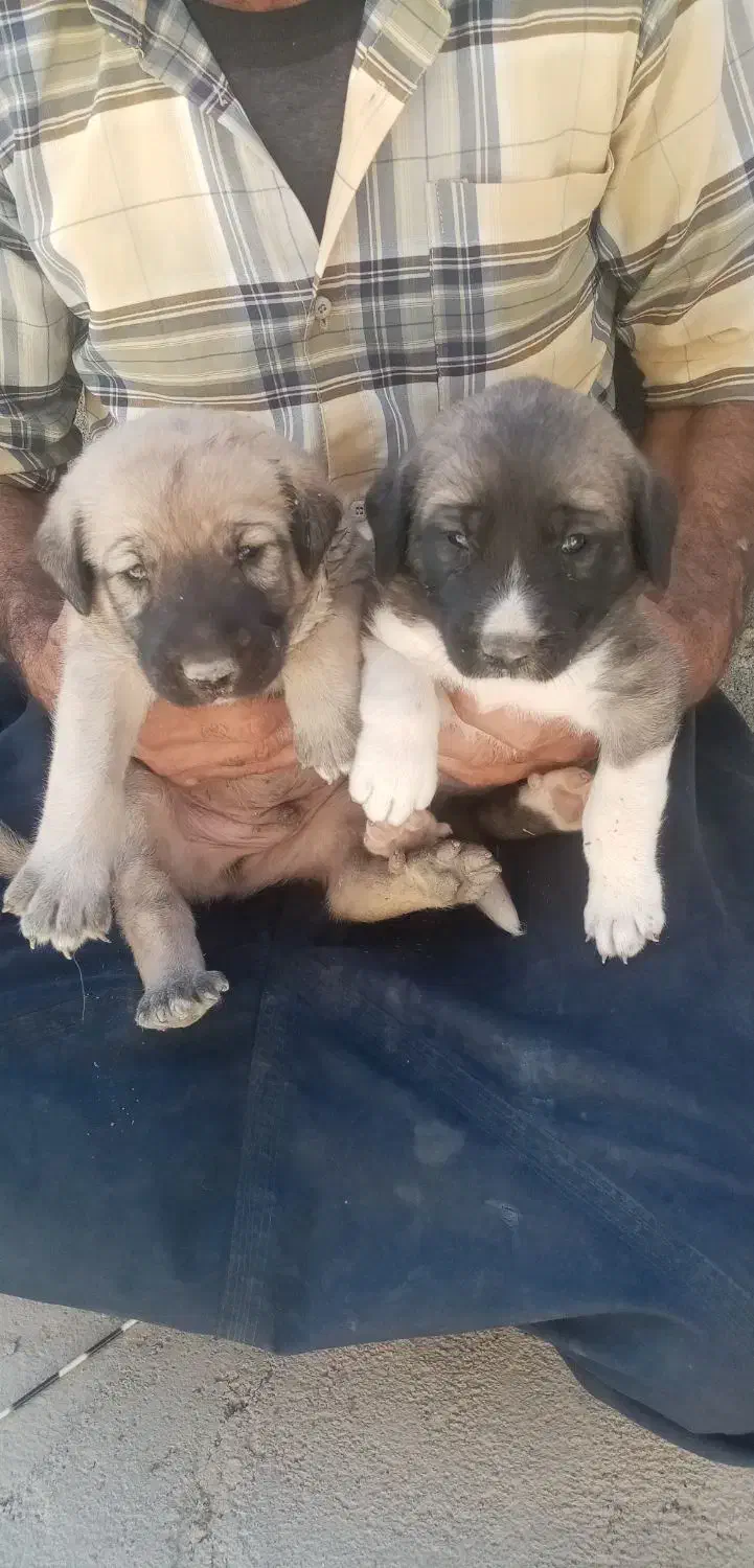 واگذاری دو عدد پژدر|سگ|کیار, |دیوار