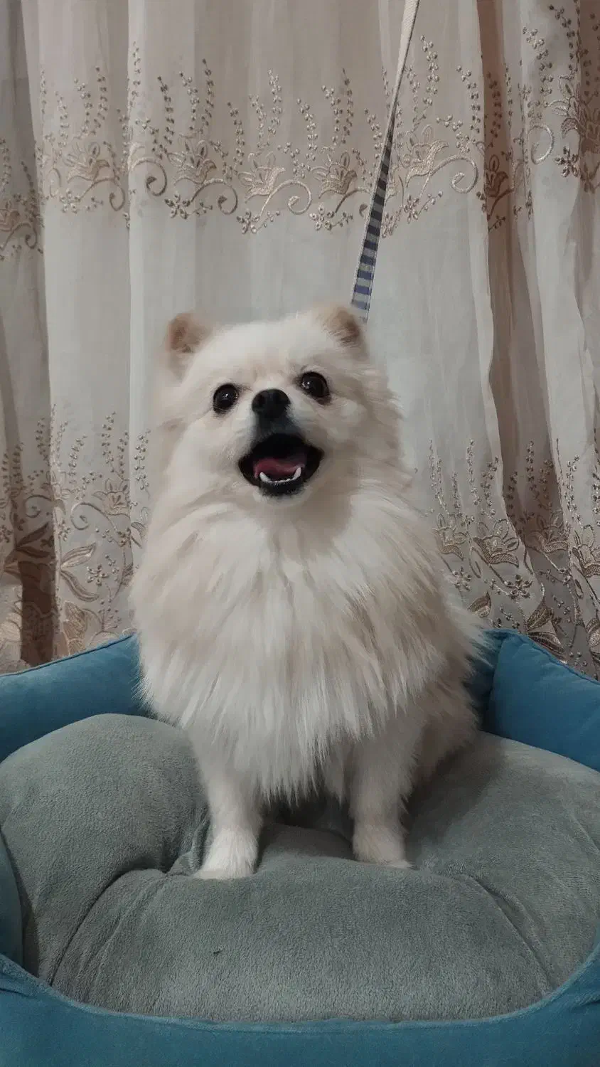 سگ پامرانین خرسی ریز قیمت فقط 11نیم سرخس|سگ|مشهد, بهارستان|دیوار