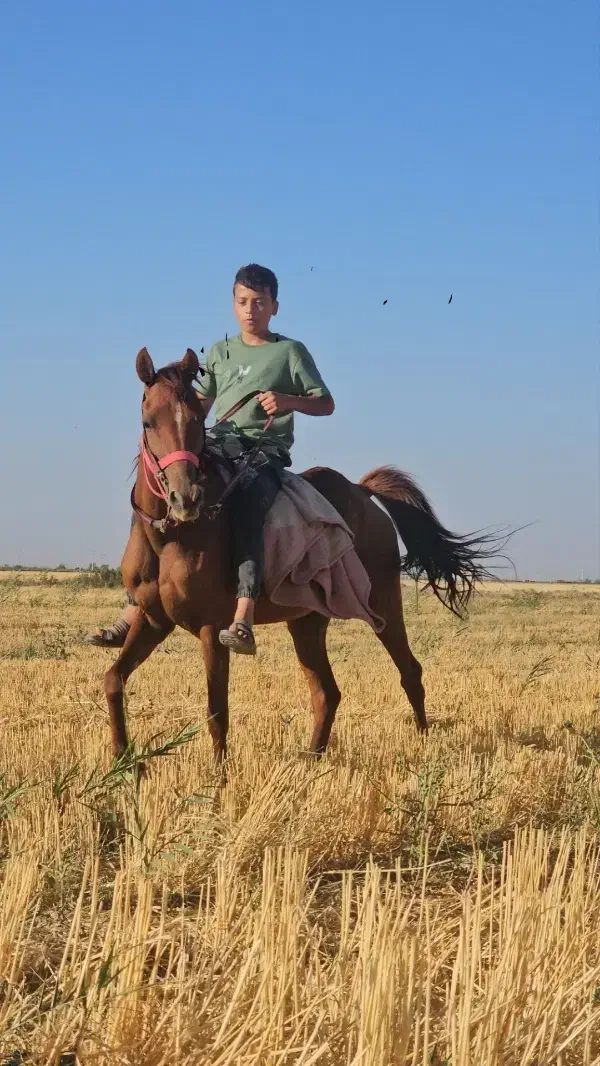 اسب مادیون|اسب و تجهیزات اسب‌سواری|اسفرورین, |دیوار