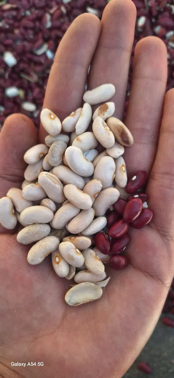 معاوضه لوبیا با گردو،کشمش و هر چی ک داری|خوردنی و آشامیدنی|قهدریجان, |دیوار