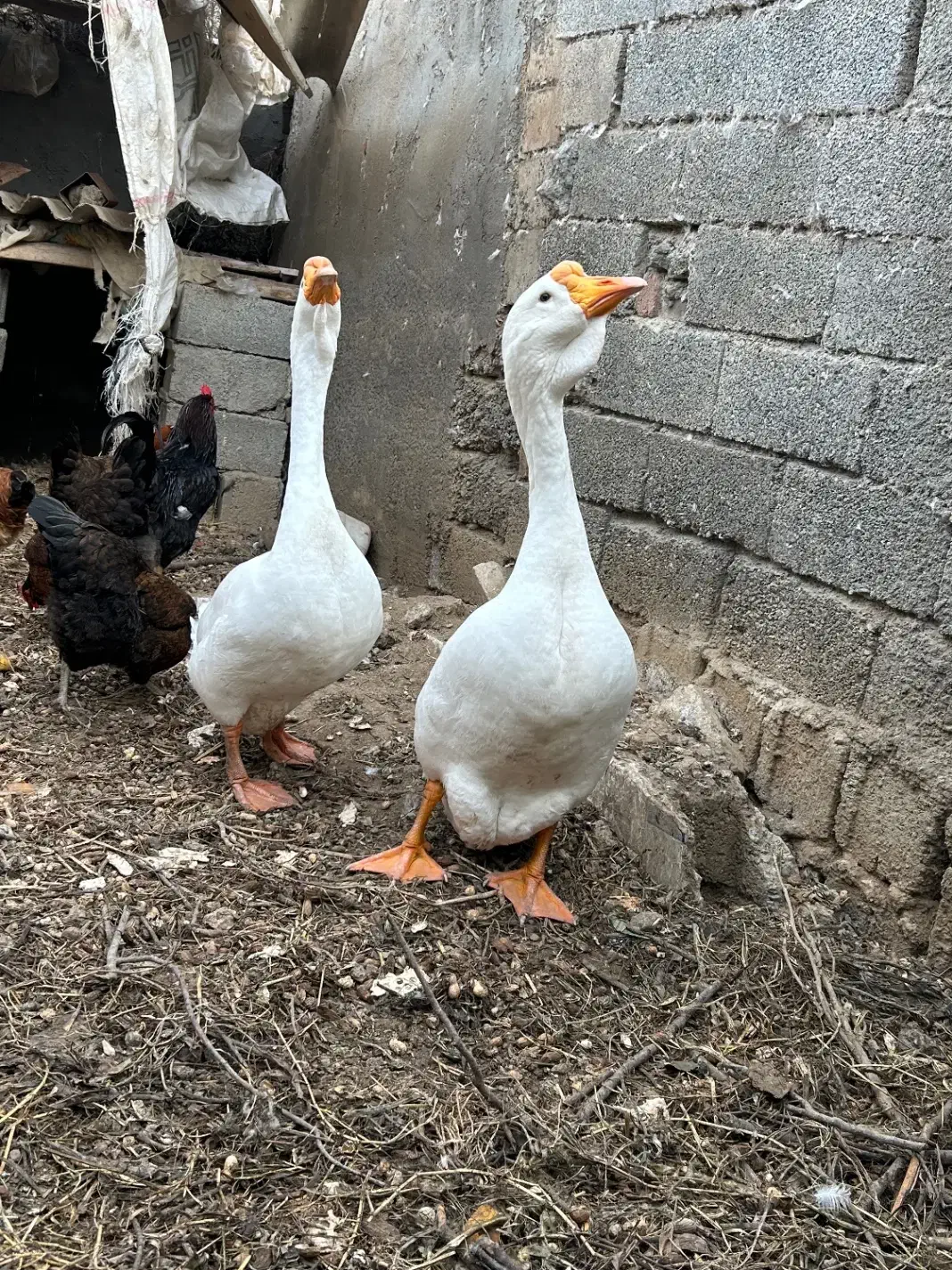 غاز قو لیندا|حیوانات مزرعه|پارس‌آباد, |دیوار