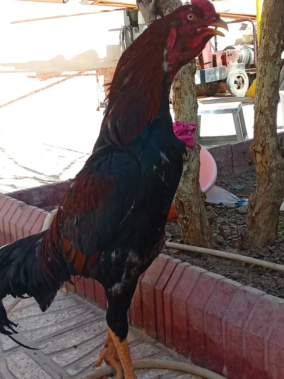 خروس لاری|حیوانات مزرعه|ماهدشت, |دیوار