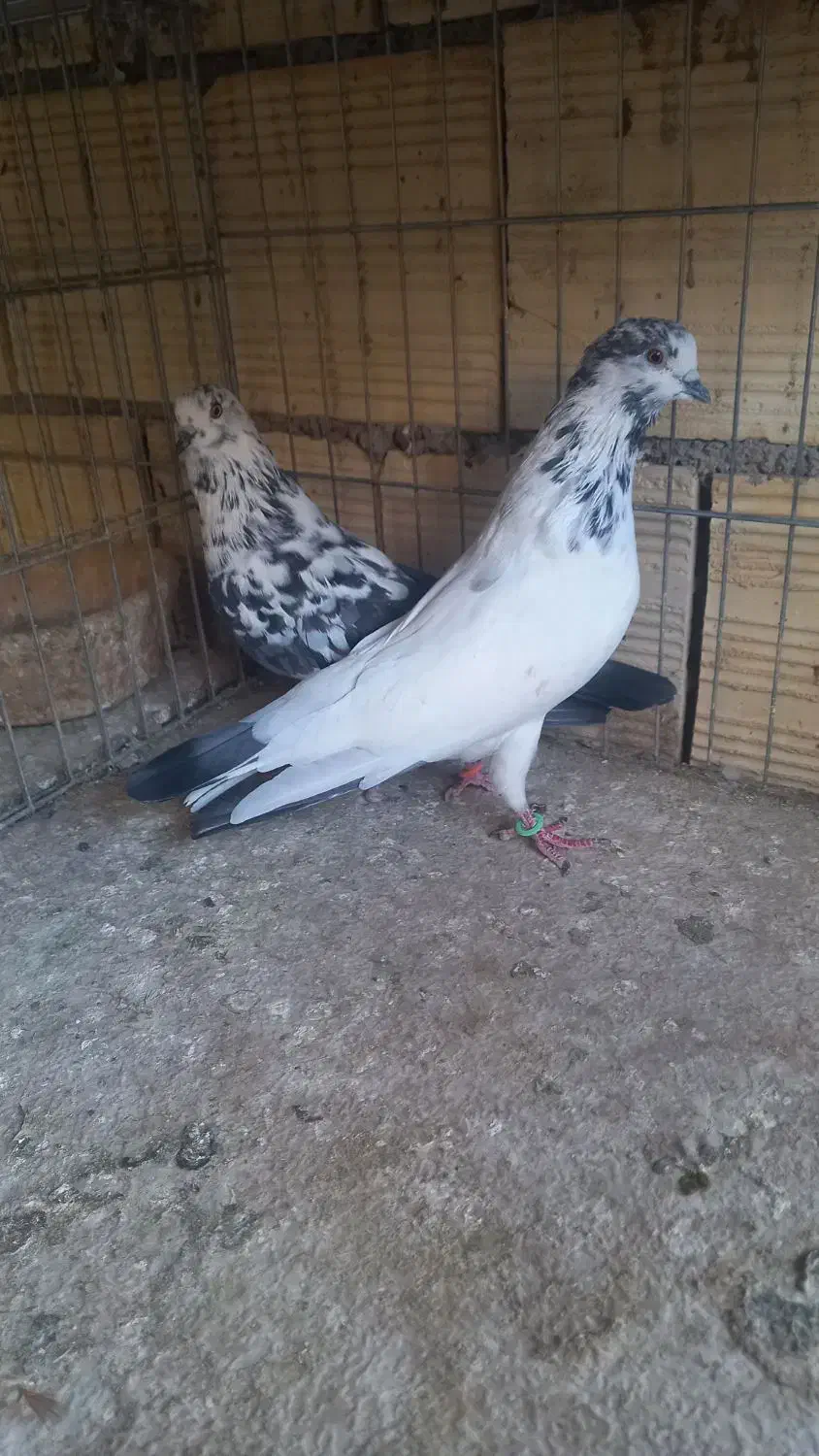 کفتر پرشی ومسافتی|پرنده|قم, هنرستان|دیوار