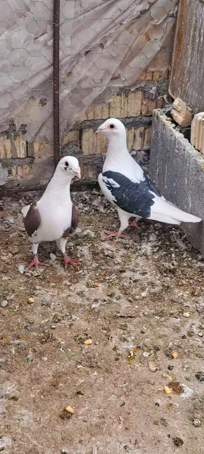 کبوتر دوکت|پرنده|داراب, |دیوار