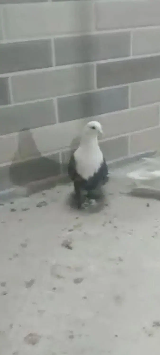 رنگی کفتر کلسفید|پرنده|قم, باغ کرباسی|دیوار