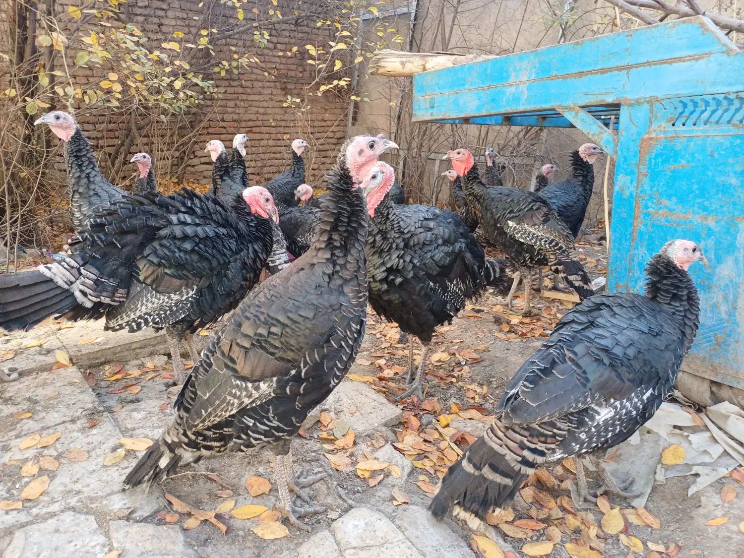 بوقلمون برنز  ۳۰۰۰۰۰ تومن|حیوانات مزرعه|اردبیل, |دیوار