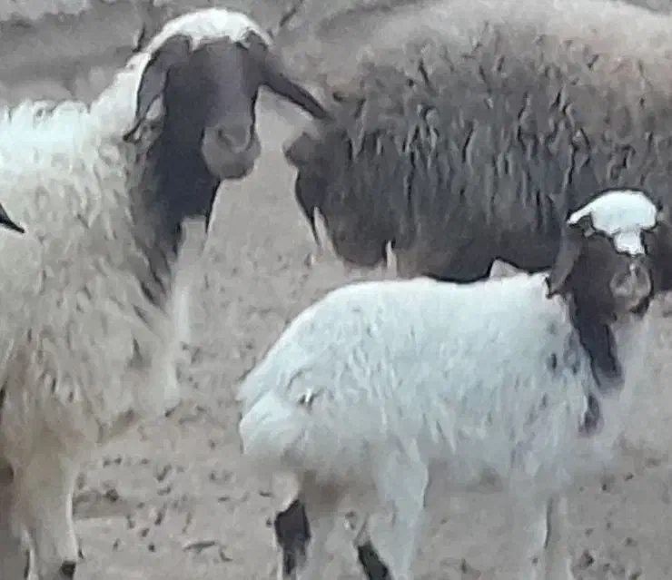 شیشک زائیده با بره ماده|حیوانات مزرعه|آران و بیدگل, |دیوار