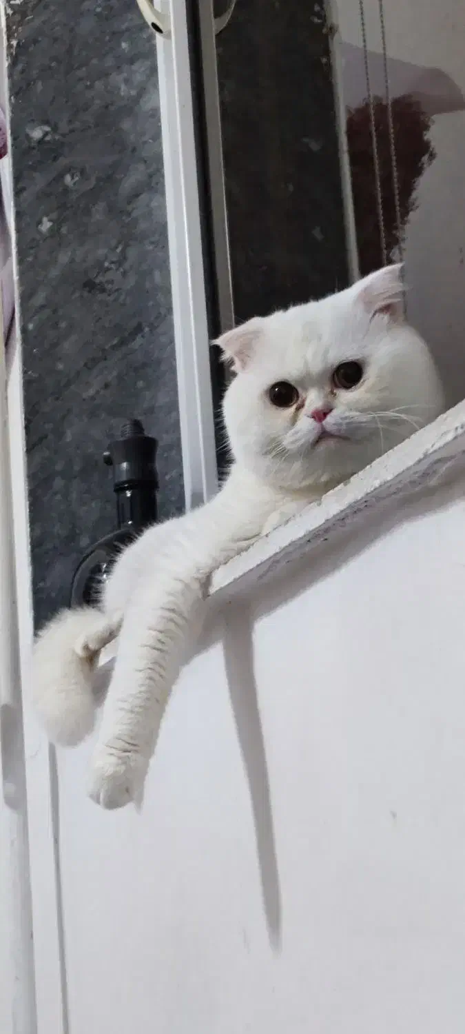 گربه اسکاتیش فولد|گربه|بندر انزلی, کوی آزادگان|دیوار